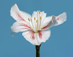 Amaryllis Flower Drucke: Amaryllis