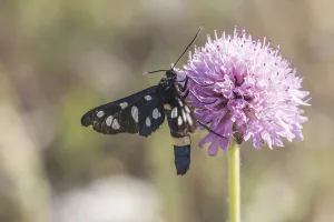 Owlet Moth Species Drucke: Amata phegea, WeiBfleck-Widderchen