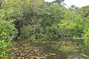South American Jungle Drucke: Amazon Basin, Brazil