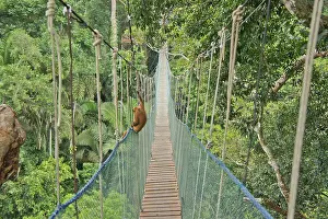 No People Natural Environment Drucke: Amazon Basin, Peru