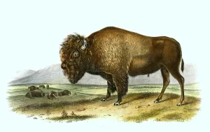 Woodcut Reproductions Drucke: American bison (bison bison) also
