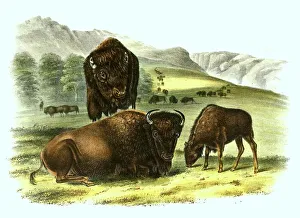 American Bison Illustration Drucke: American bison (bison bison) also