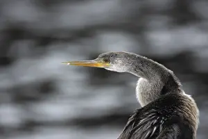 Darter Drucke: Amerikanischer Darter (Anhinga anhinga)