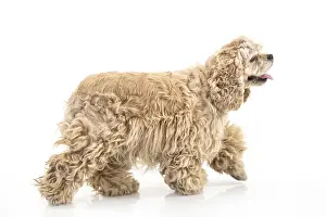 Isolated Studio Background Drucke: American fluffy cocker spaniel on an isolated studio background