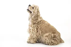 White Background Pet Photo Drucke: American fluffy cocker spaniel on an isolated studio background