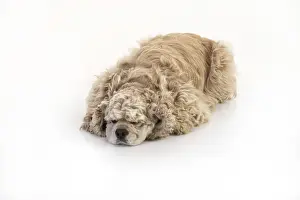 Isolated Studio Background Drucke: American fluffy cocker spaniel on an isolated studio background