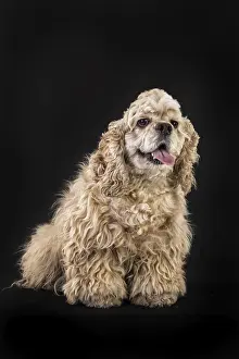 Young Pedigree Dog Drucke: American fluffy cocker spaniel on an isolated studio background
