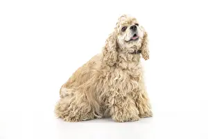 Isolated Studio Background Drucke: American fluffy cocker spaniel on an isolated studio background