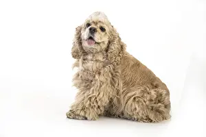 American Cocker Spaniel Drucke: American fluffy cocker spaniel on an isolated studio background