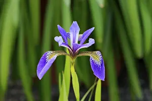 Drucke von Amerikanische Sumpfiris (Iris versicolor), Blüte, im Blühen, an einem Teich, Ellerstadt, Deutschland Versicolor Drucke: Amerikanische Sumpfiris (Iris versicolor)