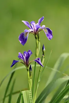 Drucke von Amerikanische Sumpfiris (Iris versicolor), Blüte, in Blüte, an einem Teich, Ellerstadt, Deutschland Versicolor Drucke: Amerikanische Sumpfiris (Iris versicolor)