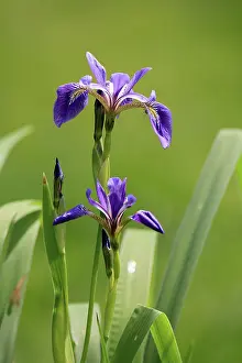 Drucke von Amerikanische Sumpfiris (Iris versicolor), Blüte, im Blühen, am See, Ellerstadt, Deutschland Versicolor Drucke: Amerikanische Sumpfiris (Iris versicolor)