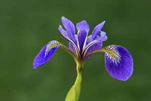 Drucke von Amerikanische Sumpfiris (Iris versicolor), Blüte, im Blühen, am See, Ellerstadt, Deutschland Versicolor Drucke: Amerikanische Sumpfiris (Iris versicolor)