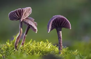 Bilder Datiert 14. Oktober 2024: Amethyst deceiver print laccaria amethystea fungi