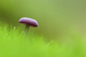 Ruhr District Nature Drucke: Amethyst deceiver (Laccaria amethystea)