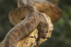 Captive Snake Photography Drucke: Amethyst python (Morelia amethistina) rolled on a branch