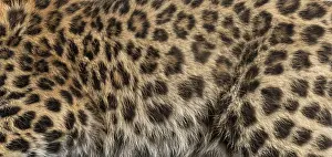 Wildlife Photography Macro Shot Drucke: Amur leopard fur creating a natural patterned texture for background or textile design