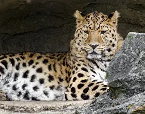 Panthera Pardus Orientalis Drucke: Amur leopard (Panthera pardus orientalis)