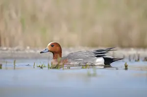 Wildlife Photography Ducks Drucke: Anas Penelope, Mareca Penelope