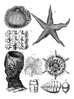 Verwandte Bilder Drucke: Anatomie der Echinodermen, verschiedene Echinodermen.