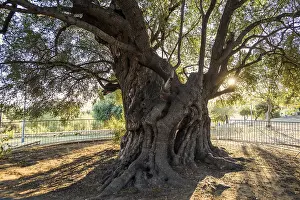 Protected Area Southern Europe Drucke: Ancient 1000-year-old olive tree