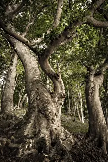 Jasmund National Park Germany Drucke: Ancient Beech (Fagus) in a forest