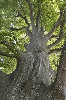 Copper Beech Germany Drucke: Ancient copper beech (Fagus sylvatica)
