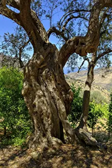 Gnarled Tree Trunks Drucke: Ancient olive tree, gnarled trunk