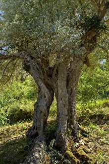 Ancient Olive Tree Drucke: Ancient olive tree, gnarled trunk