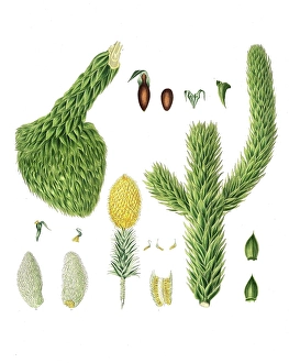 Monkey Puzzle Tree Drucke: Andes fir, monkey puzzle tree, monkey tree