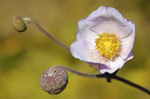 Pink Flowering Plant Drucke: Anemone