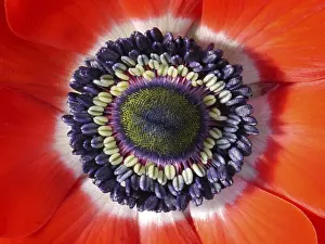 Deserted Flower Garden Drucke: Anemone