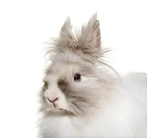 Herbivore Mammal Photography Drucke: Angora rabbit, close up against white background