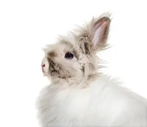 Deserted Studio Environment Photo Drucke: Angora rabbit, close up against white background