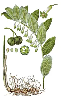 Angular Solomon's-seal (Polygonatum odoratum)
