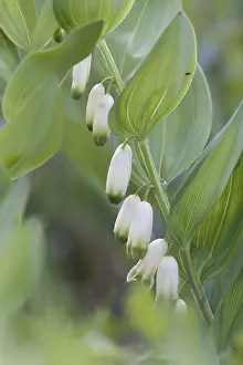 Open Air Blooming Flowers Drucke: Angular Solomon's seal, Polygonatum odoratum
Angular Solomon's seal