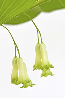 Ornamental Garden Plant Drucke: Angular solomon's seal (Polygonatum odoratum) Angular solomon's seal (Polygonatum odoratum)