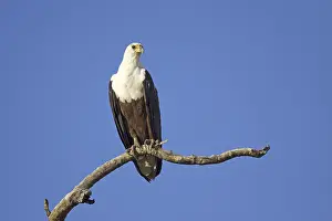 White Tailed Eagle Drucke: Animals, birds of prey, black eagle