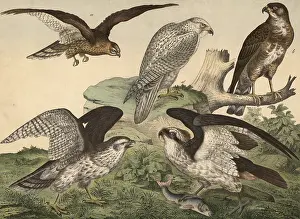 Falcon Species Drucke: Animals, day predators: corn harrier