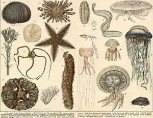Animals: echinoderms and jellyfish
