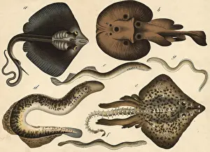 Marine Animals Drucke: Animals, fish: eagle rays, Myliobatis aquilla