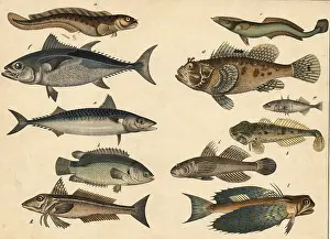 Marine Animals Drucke: Animals, Fish: eel, Blennius viviparus