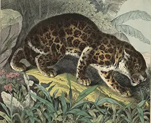Panthera Pardus Image Drucke: Animals, predators, cats: leopard