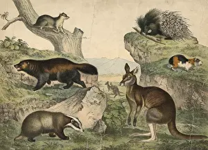 Marsupial Mammal Images Drucke: Animals: Wolverine, Gulo boreclis