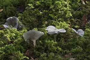 Lamellar Fungus Drucke: Aniseed toadstool (Clitocybe odora)