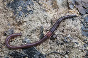 Earthworm Animal Drucke: Annelida, clitellata, earthworm