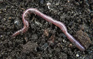 Verwandte Bilder Drucke: Annelida, Clitellata, Regenwurm