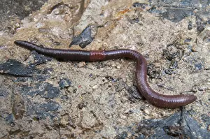 Drucke von Annelida, Clitellata, Regenwurm, Windpocken, Lumbricidae, Oligochaeta, Anneliden, wenige Borsten, Regenwurm Würmer Drucke: Annelida, Clitellata, Erdwurm