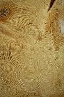 Nature Background Image Drucke: Annual rings