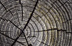Close Up Tree Trunk Drucke: Annual rings